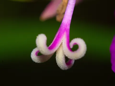 Wood Geranium
