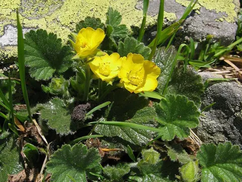 Alpine Avens