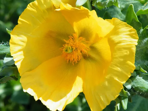 Yellow Horned-poppy (Glaucium flavum)
