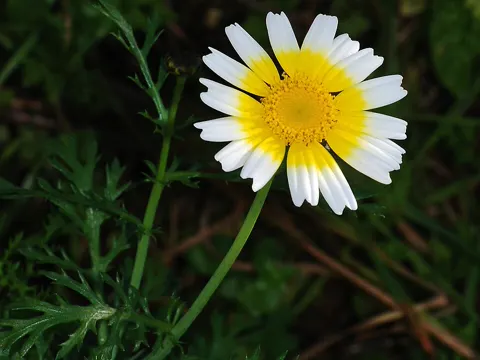 Crowndaisy