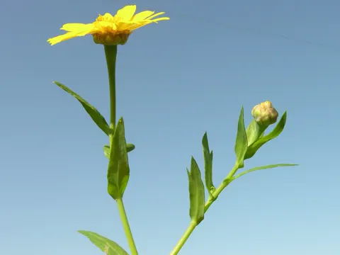Corn Marigold