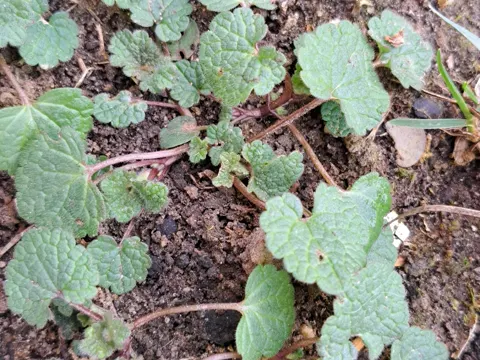 Ground Ivy