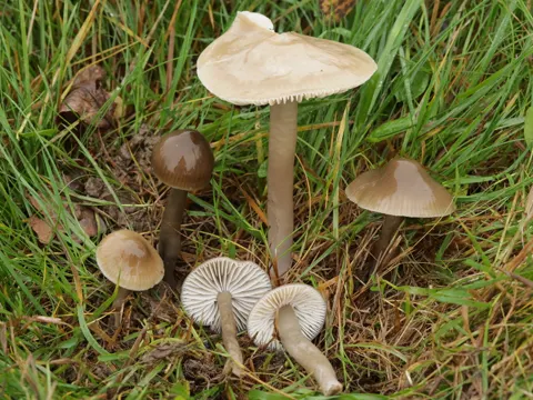 Slimy Waxcap