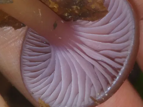 Heath Waxcap