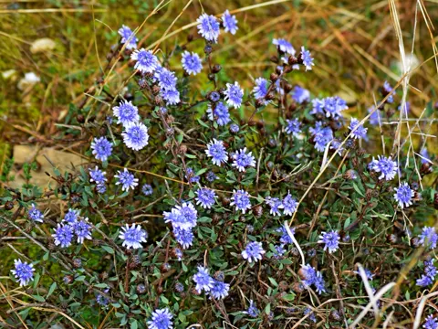 Globularia