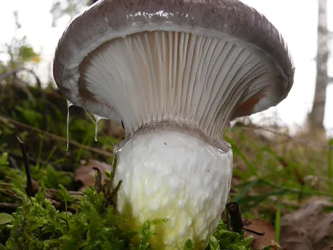 Glutinous Gomphidius