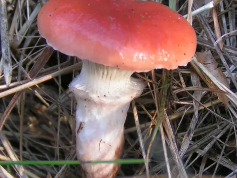 Rosy Spike