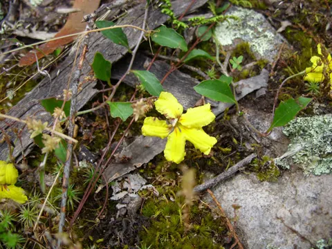 Ivy Goodenia