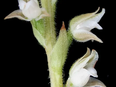 Rattlesnake Plantain