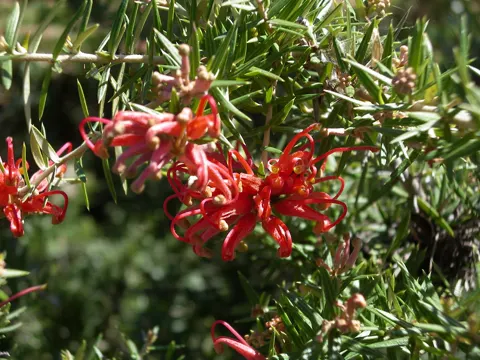 Juniper Grevillea