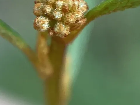Grevillea parviflora