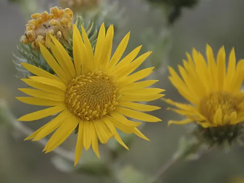 Ciliate Gumweed