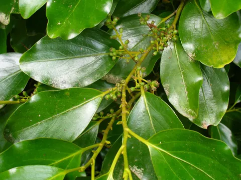 Broadleaf