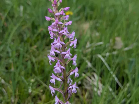 Fragrant Orchid