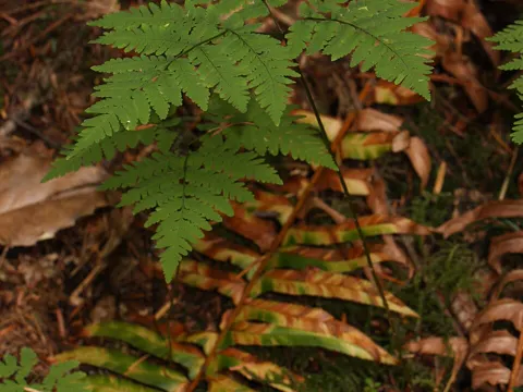 Oak Fern