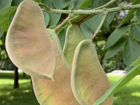 Kentucky Coffeetree