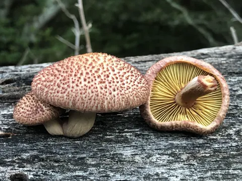 Yellow-gilled Gymnopilus