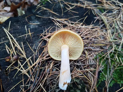 Common Rustgill