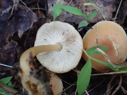 Oak Leaf Litter Mushroom
