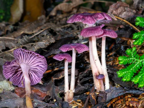 Gymnopus iocephalus