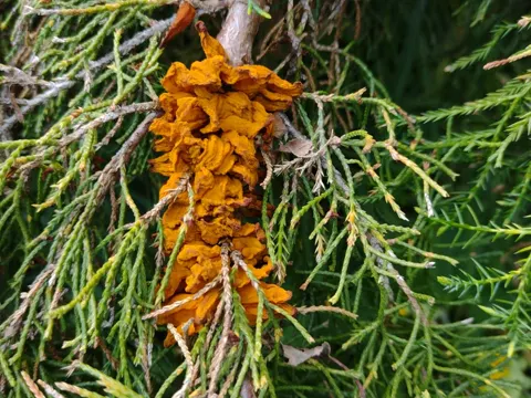 Pear Rust