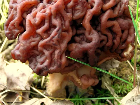 False Morel