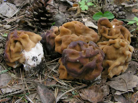 Snow False Morel