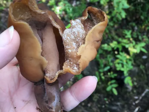 Pouched False Morel