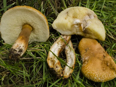 Chestnut Bolete