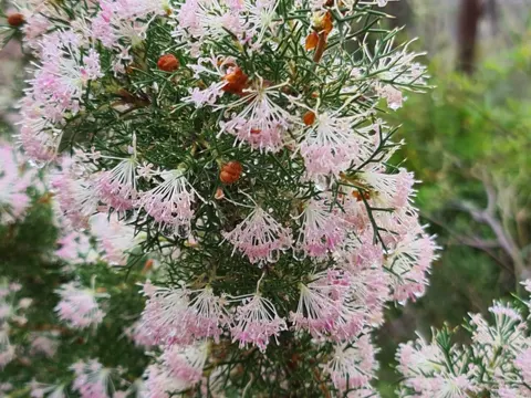 Schlanke Hakea