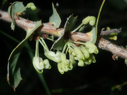 Prostrate Hakea