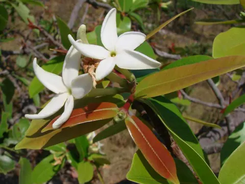 Mangaba