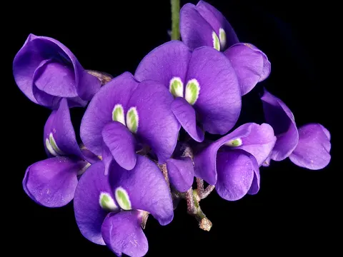 Native Lilac