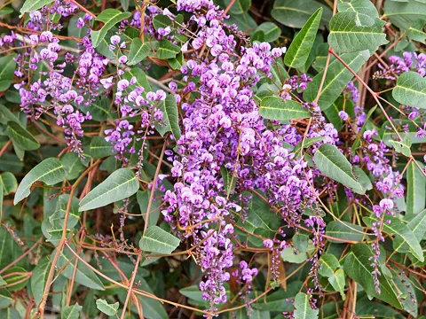 Purple Pea