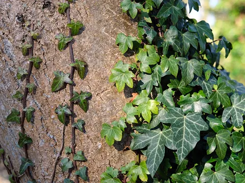 Ivy