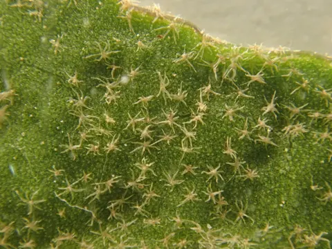 Atlantic Ivy