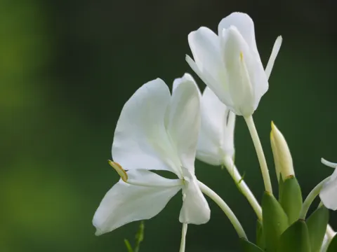 White Ginger Lily