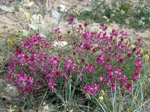 Alpine Hedysarum