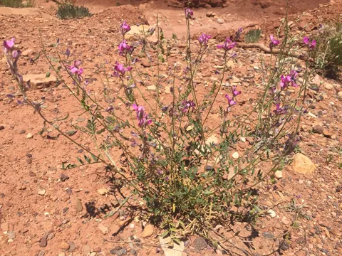 Northern Sweet-vetch