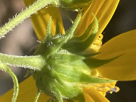 Woodland Sunflower
