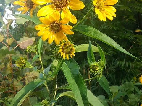 Sawtooth Sunflower