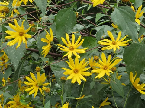 Jerusalem Artichoke