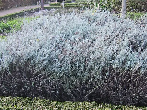 Curry Plant