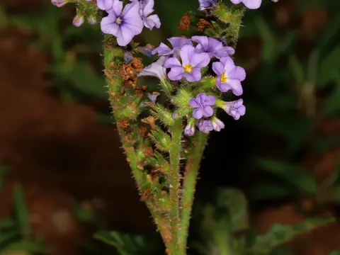 Desert Heliotrope