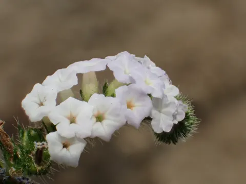 Indian Heliotrope