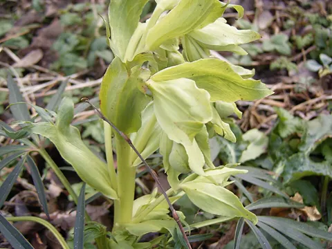 Stinking Hellebore