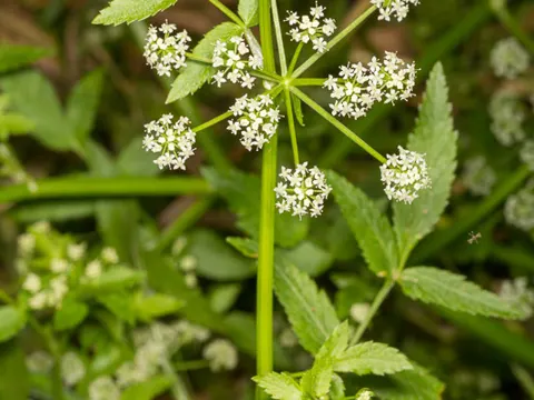 Water-celery