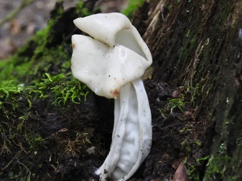 Fungi