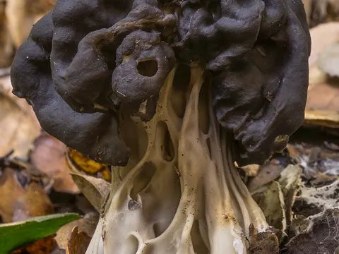 Ochre Elfcup
