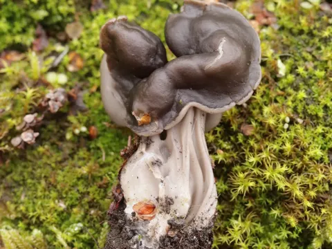 Elfin Saddle